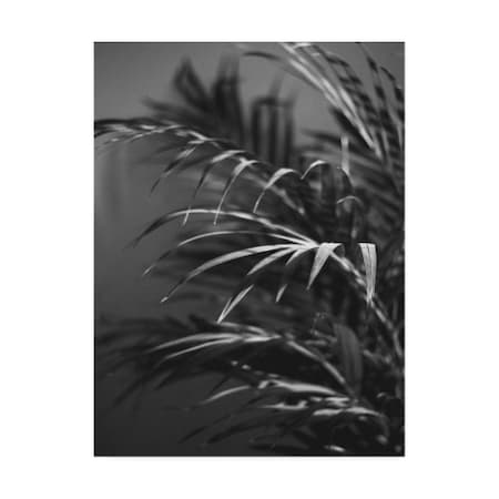 Design Fabrikken 'Black Plant Fabrikken' Canvas Art,24x32